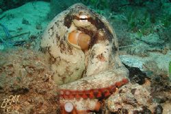 Octopus with red boots from Tanker Jetty, Esperance, WA. by Brian Mayes 